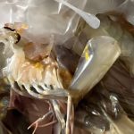 太恐怖! 为牟利！黑心商家在海鲜内注入“不明胶状物体”？-棋牌技巧-棋牌策略论坛